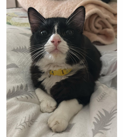 F%c3%afgaro morgana mendoza