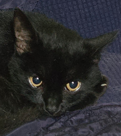 Chimuela mar%c3%ada reyes