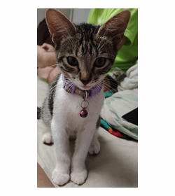 Estrella mar%c3%ada avalos