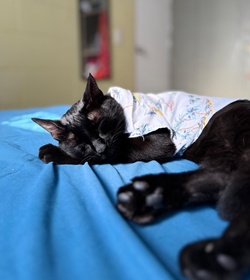 Peter fulgencio j. gonz%c3%a1lez