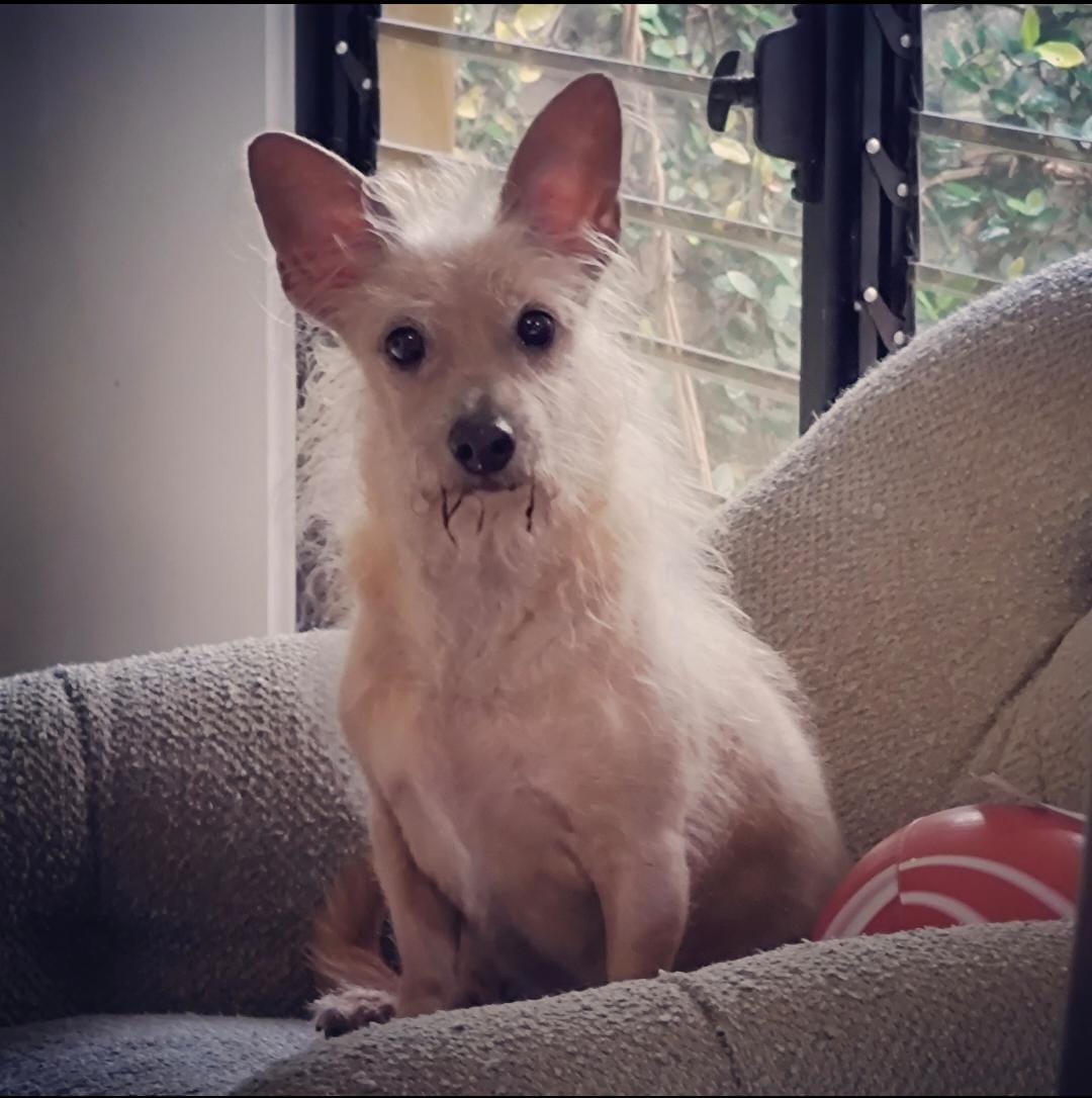 Whatsapp image 2026 01 08 at 11.06.02 am %281%29