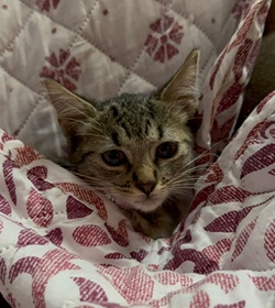 Selena guti%c3%a9rrez