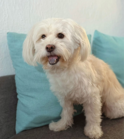 Luccas marroqu%c3%adn