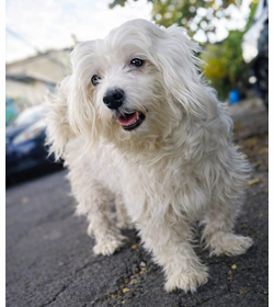 Brandie hern%c3%a1ndez