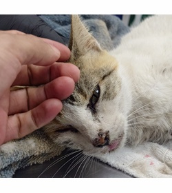 Gatita hern%c3%a1ndez