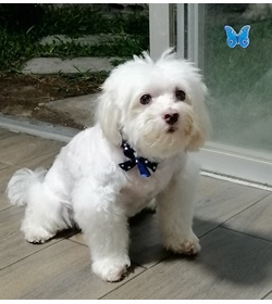 Pulgoso gonz%c3%a1les