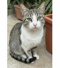 Juanchito l%c3%b3pez