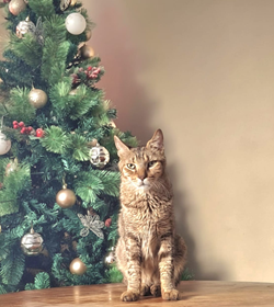 Bruno rodr%c3%adguez monge