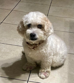 Gazito do%c3%b1as l%c3%b3pez