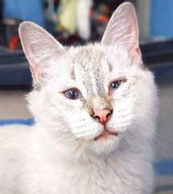 Malvavisca de le%c3%b3n