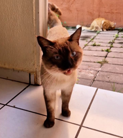 Patroclo gonz%c3%a1lez