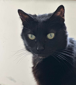 Lucy o%e2%80%99sullivan