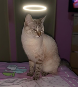 Chelita c%c3%a1ceres