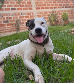 Pirate hern%c3%a1ndez