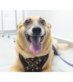 Brunno rodr%c3%adguez henr%c3%adquez