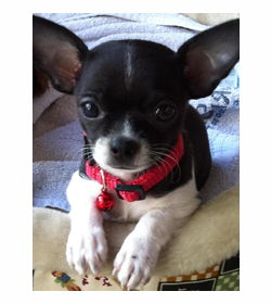 Cookie gonz%c3%a1lez