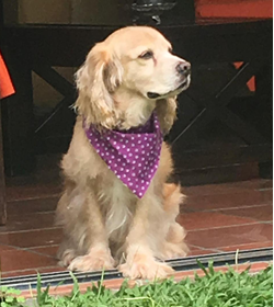 Amaretto wii sandoval