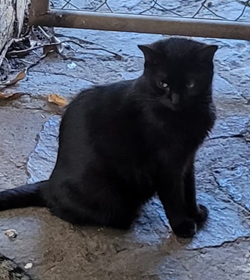 Negrita dele%c3%b3n portillo