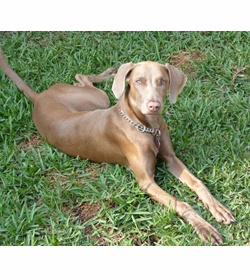 Lola campos landaverde