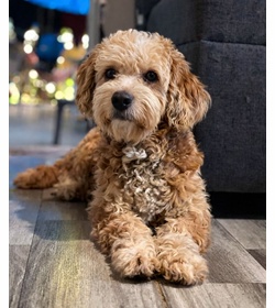 Panquecito ventura sandoval