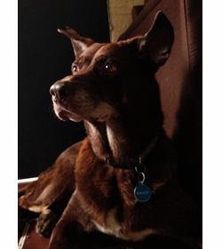 Zhivago henr%c3%adquez