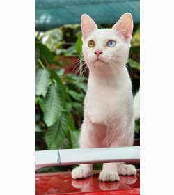 Lucas antonio cresp%c3%adn hern%c3%a1ndez