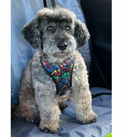 Topito gonz%c3%a1lez renderos