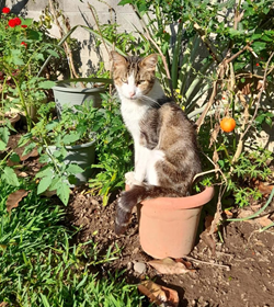 Pistacho avil%c3%a9s