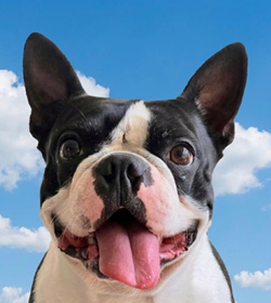 Ringo garzona quesada