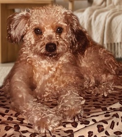 Renata hern%c3%a1ndez