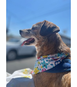 Oddie hern%c3%a1ndez