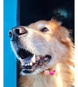 Sabueso hern%c3%a1ndez