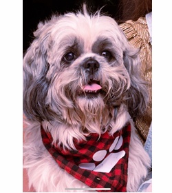 Dino ventura castellanos