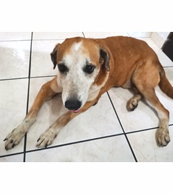 Kapuchino l%c3%b3pez blanco