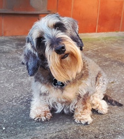 Dominick monjar%c3%a1s rivera