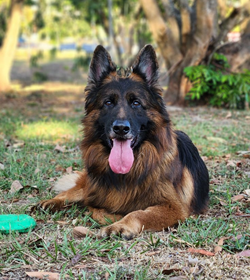 Dariusz ben%c3%adtez