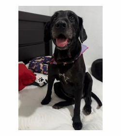 Cookie love vel%c3%a1squez