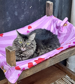 Luna castillo l%c3%b3pez