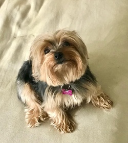 Mimi salome