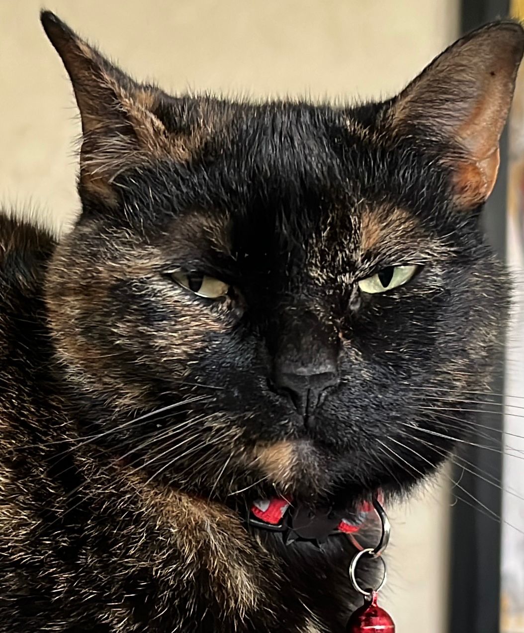 Whatsapp image 2026 04 15 at 8.50.13 am