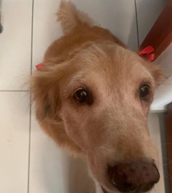 Paulaner %28bambolina%29 d'antonio