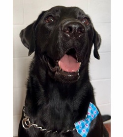 Sirius rodr%c3%adguez