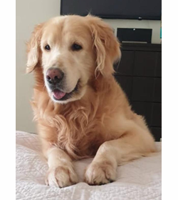Doggie garc%c3%ada