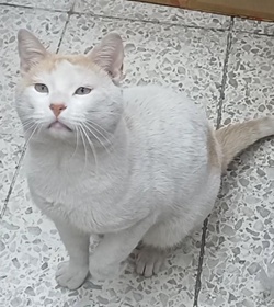 Michi mendoza