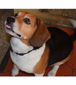 Moxy portillo