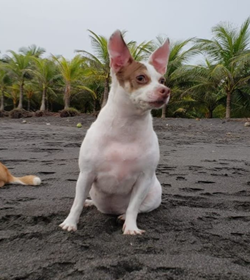 Lola rodas
