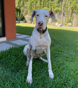Duna diaz