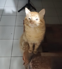Chispita lemus