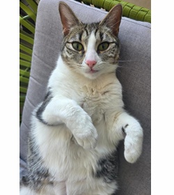 Nala uma%c3%b1a