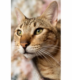 Mingo